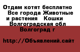 Отдам котят бесплатно  - Все города Животные и растения » Кошки   . Волгоградская обл.,Волгоград г.